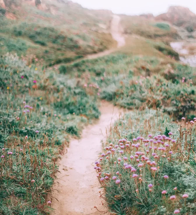 A peaceful path through a field, reflecting the supportive journey offered by Natalie Anne Counselling in Hertfordshire, Essex, South East, Cambridgeshire, and online.